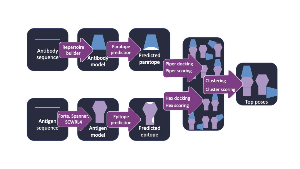 AbAdapt Workflow